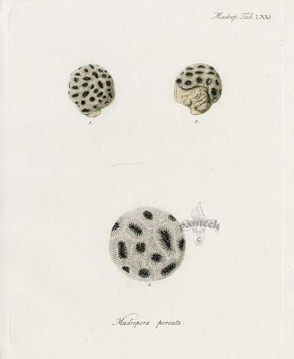 Esper Coral Antique Print Hump Coral