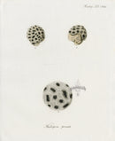 Esper Coral Antique Print Hump Coral - Panteek Antique Prints