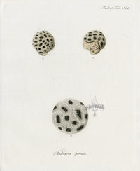 Esper Coral Antique Print Hump Coral - Panteek Antique Prints