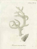 Esper Coral Antique Print Ifis Elongata - Panteek Antique Prints