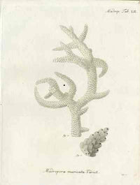 Esper Coral Antique Print Ifis Elongata - Panteek Antique Prints