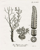 Esper Coral Antique Print Isis hippuris - Panteek Antique Prints