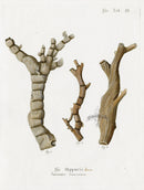 Esper Coral Antique Print Isis Hippuris Beige - Panteek Antique Prints