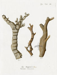 Esper Coral Antique Print Isis Hippuris Beige - Panteek Antique Prints