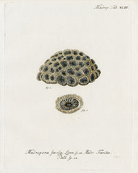 Esper Coral Antique Print Madrepora - Panteek Antique Prints