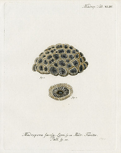 Esper Coral Antique Print Madrepora
