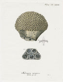Esper Coral Antique Print Madrepora acropora - Panteek Antique Prints
