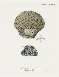Esper Coral Antique Print Madrepora acropora - Panteek Antique Prints