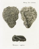 Esper Coral Antique Print Madrepora ampliata - Panteek Antique Prints