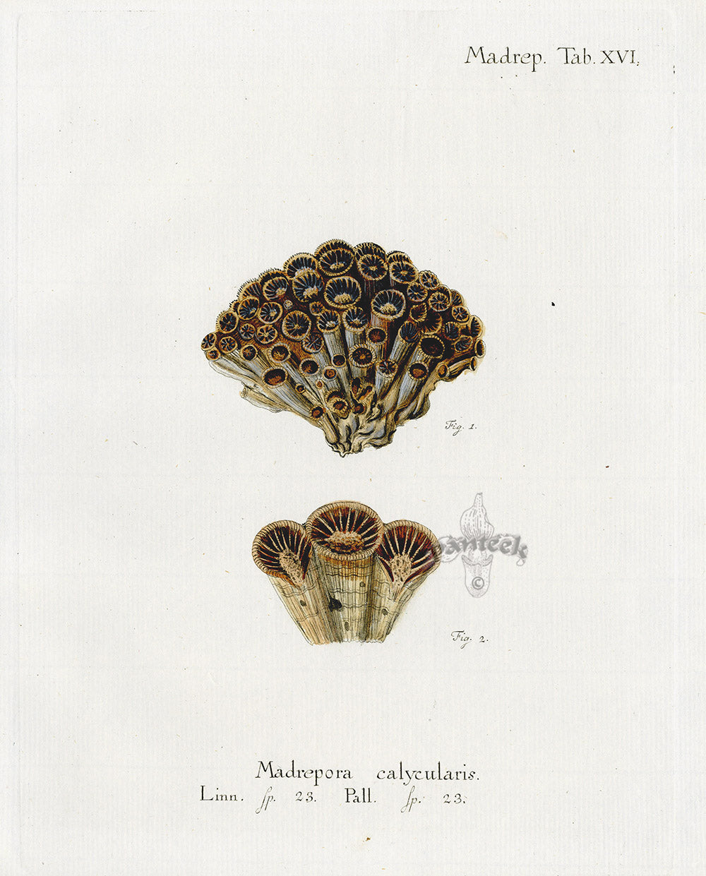 Esper Coral Antique Print Madrepora calycularis