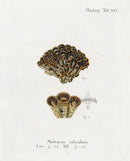 Esper Coral Antique Print Madrepora calycularis - Panteek Antique Prints