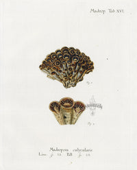 Esper Coral Antique Print Madrepora calycularis - Panteek Antique Prints