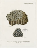 Esper Coral Antique Print Madrepora cavernosa - Panteek Antique Prints