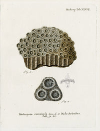 Esper Coral Antique Print Madrepora cavernosa - Panteek Antique Prints