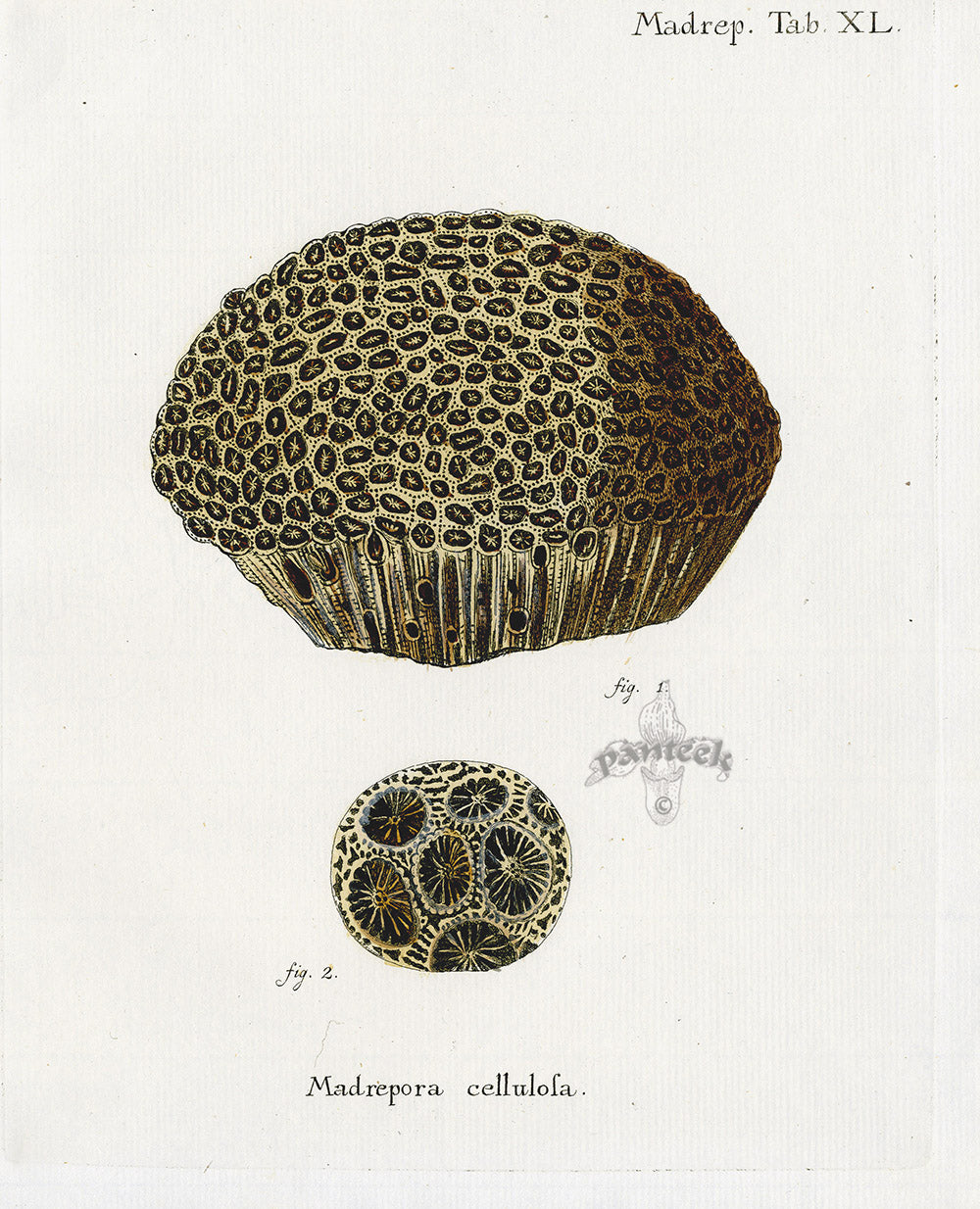 Esper Coral Antique Print Madrepora cellulosa