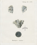Esper Coral Antique Print Madrepora contigua - Panteek Antique Prints