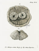 Esper Coral Antique Print Madrepora echinata - Panteek Antique Prints