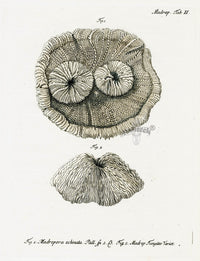 Esper Coral Antique Print Madrepora echinata - Panteek Antique Prints