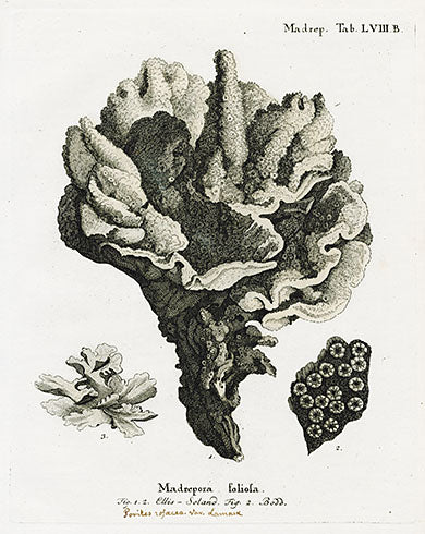 Esper Coral Antique Print Madrepora Foliofa