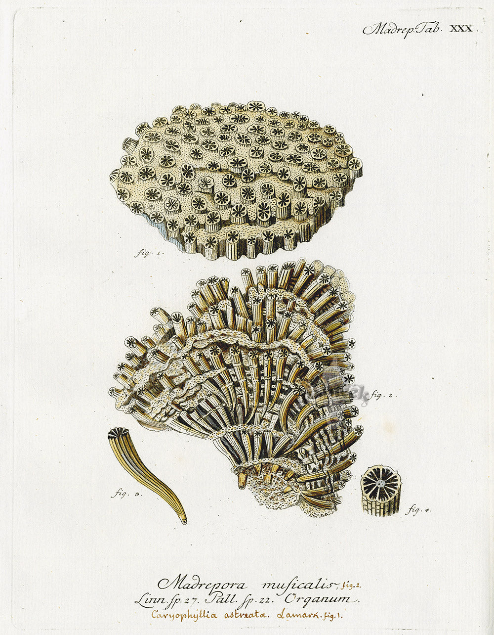 Esper Coral Antique Print Madrepora musicalis