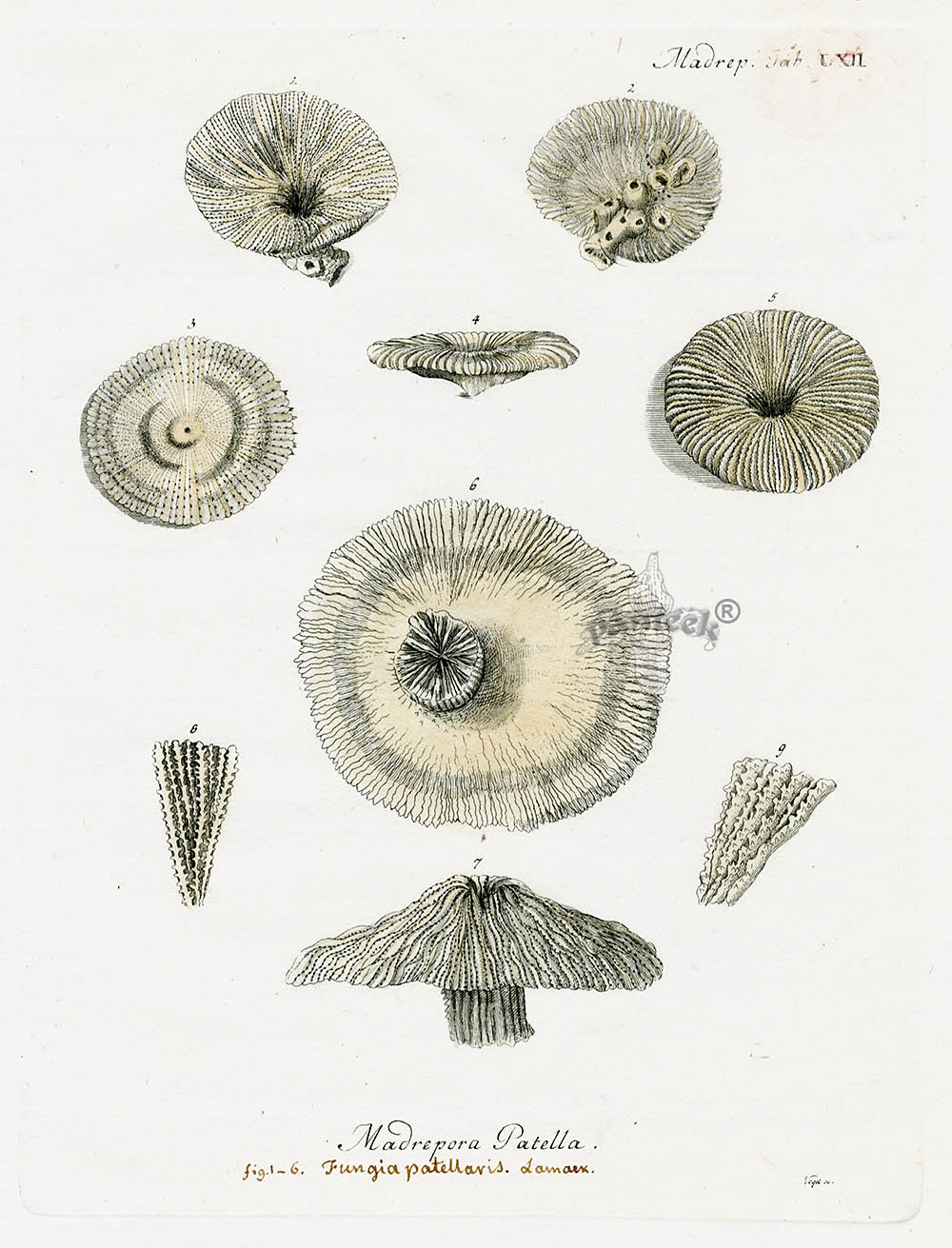 Esper Coral Antique Print Madrepora patella