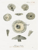 Esper Coral Antique Print Madrepora patella - Panteek Antique Prints