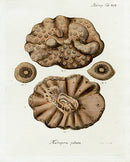 Esper Coral Antique Print Madrepora Pelata - Panteek Antique Prints