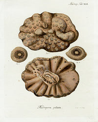 Esper Coral Antique Print Madrepora Pelata - Panteek Antique Prints