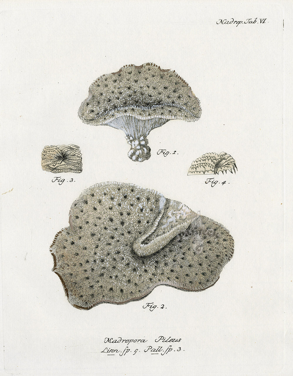 Esper Coral Antique Print Madrepora pilens