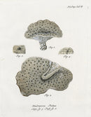 Esper Coral Antique Print Madrepora pilens - Panteek Antique Prints