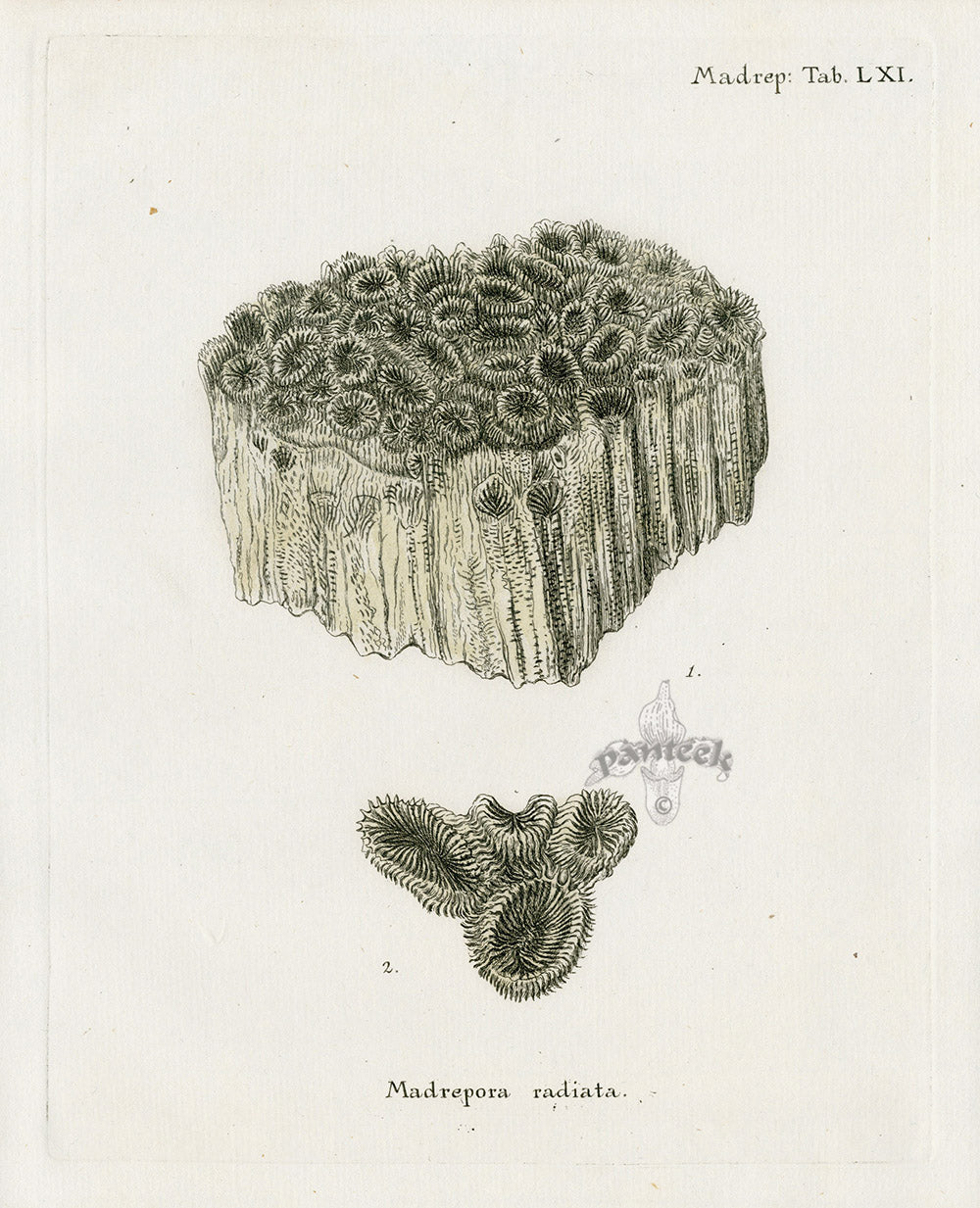 Esper Coral Antique Print Madrepora radiata