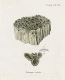 Esper Coral Antique Print Madrepora radiata - Panteek Antique Prints