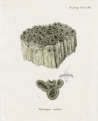 Esper Coral Antique Print Madrepora radiata - Panteek Antique Prints