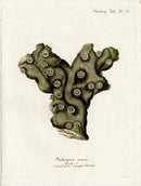 Esper Coral Antique Print Madrepora Ramea - Panteek Antique Prints