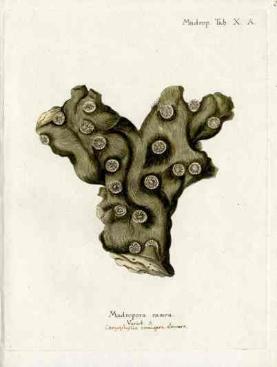 Esper Coral Antique Print Madrepora Ramea