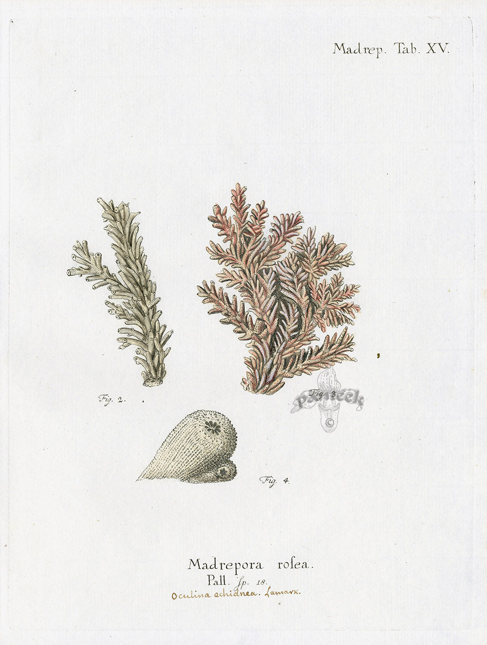 Esper Coral Antique Print Madrepora rosea