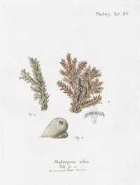 Esper Coral Antique Print Madrepora rosea - Panteek Antique Prints