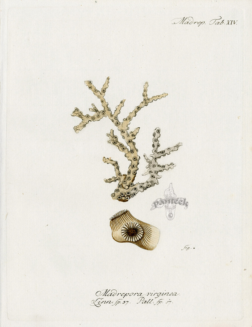 Esper Coral Antique Print Madrepora virginia