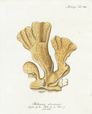 Esper Coral Antique Print Millepora - Panteek Antique Prints