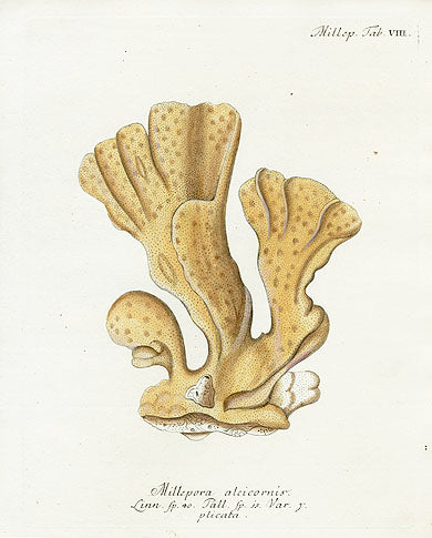 Esper Coral Antique Print Millepora