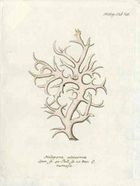 Esper Coral Antique Print Millepora Aleicornis - Panteek Antique Prints