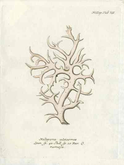 Esper Coral Antique Print Millepora Aleicornis