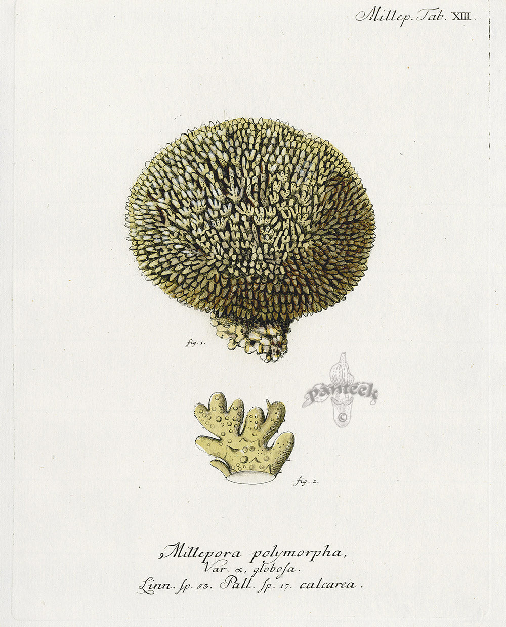 Esper Coral Antique Print Millepora polymorpha
