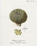 Esper Coral Antique Print Millepora polymorpha - Panteek Antique Prints