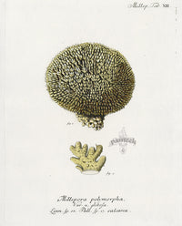 Esper Coral Antique Print Millepora polymorpha - Panteek Antique Prints