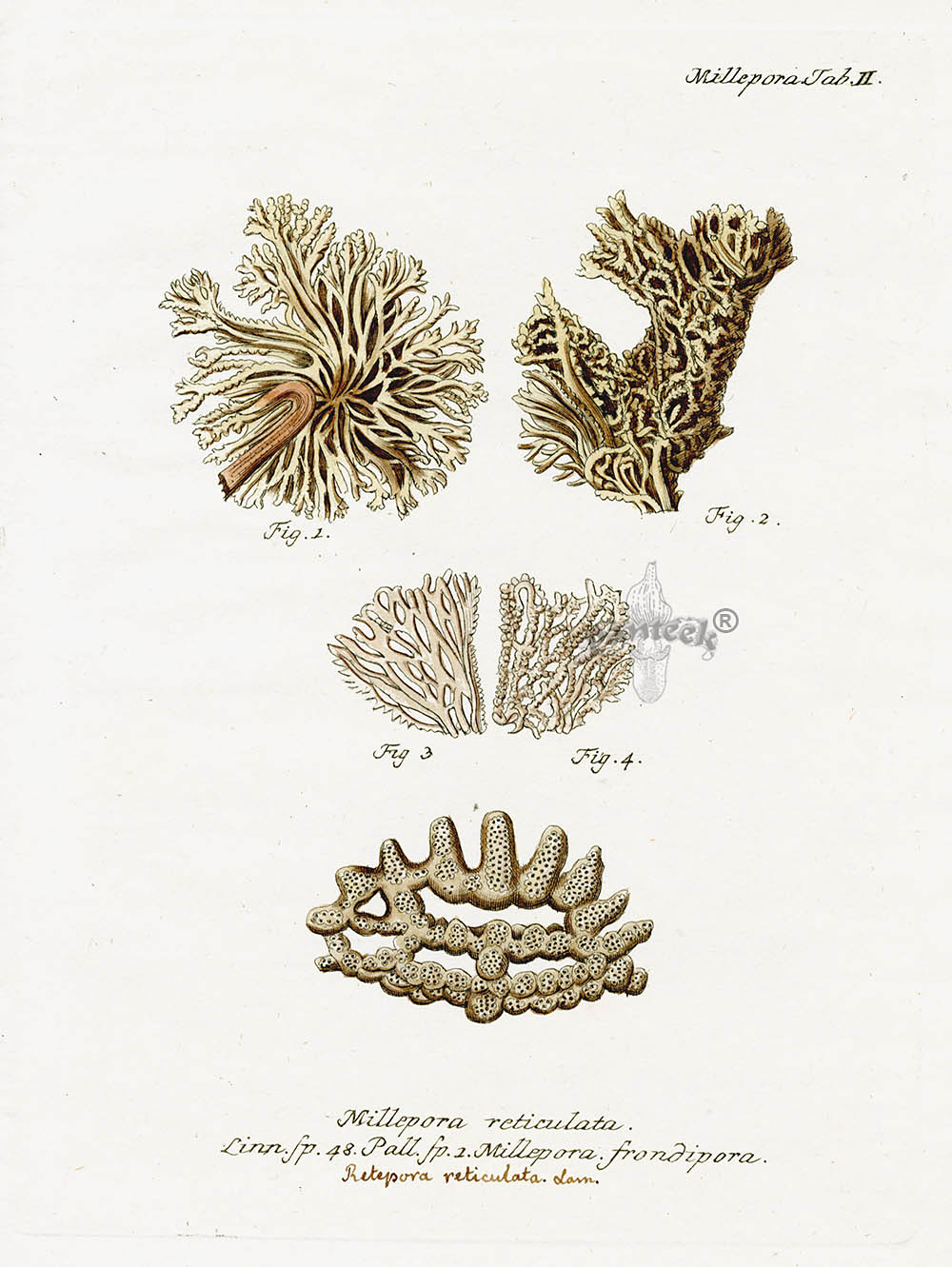 Esper Coral Antique Print Millepora reticulata