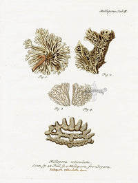 Esper Coral Antique Print Millepora reticulata - Panteek Antique Prints