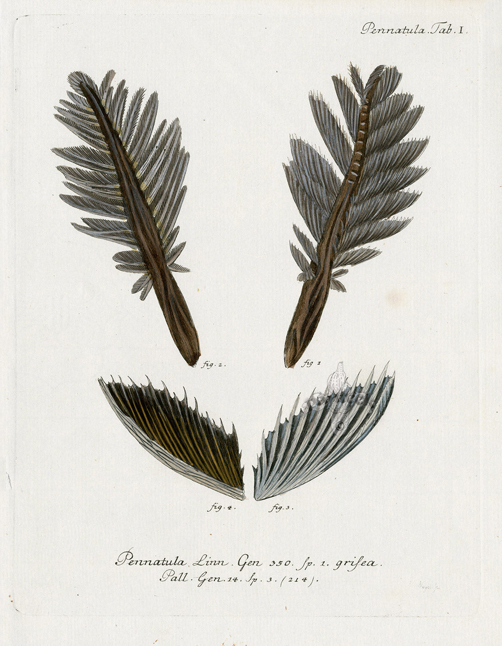 Esper Coral Antique Print Pennatula