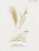 Esper Coral Antique Print Sertularia - Panteek Antique Prints