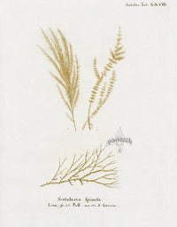 Esper Coral Antique Print Sertularia - Panteek Antique Prints